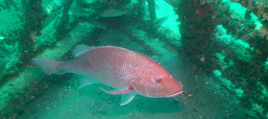 Attention Gulf Red Snapper Anglers