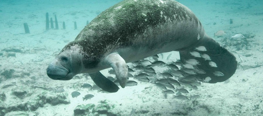 Manatee Down-listing – Public Comment Needed